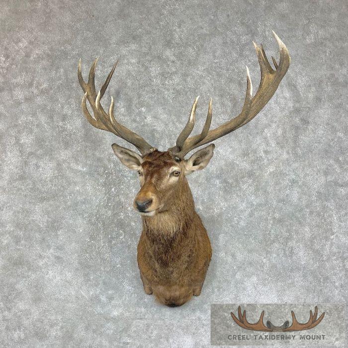 Red Deer Stag Taxidermy Shoulder Mount For Sale