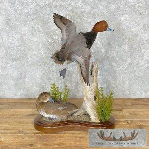 Redhead Duck Pair Taxidermy Bird Mount Taxidermy