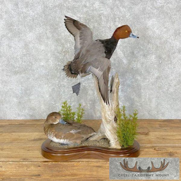 Redhead Duck Pair Taxidermy Bird Mount For Sale