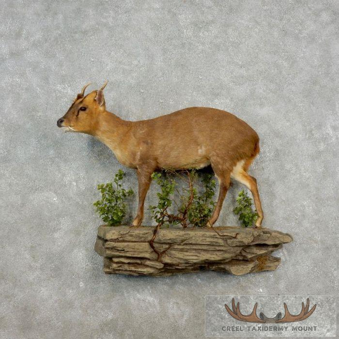 Reeve's Muntjac Life-size Taxidermy Mount For Sale