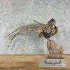 Reeves Pheasant Taxidermy Bird Mount For Sale