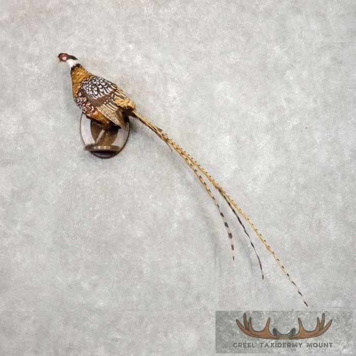 Reeves Pheasant Taxidermy Bird Mount For Sale