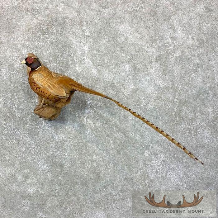 Reeves/Ringneck Cross Pheasant Taxidermy Bird Mount For Sale
