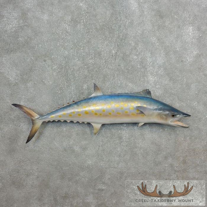37" Replica Spanish Mackerel Taxidermy Fish Mount For Sale
