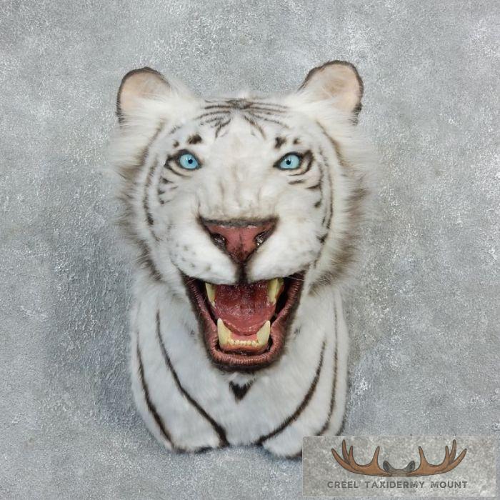 Reproduction White Bengal Tiger Shoulder Mount For Sale