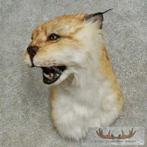 Reproduction Eurasian Lynx Shoulder Mount Taxidermy