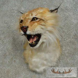 Reproduction Eurasian Lynx Shoulder Mount Taxidermy