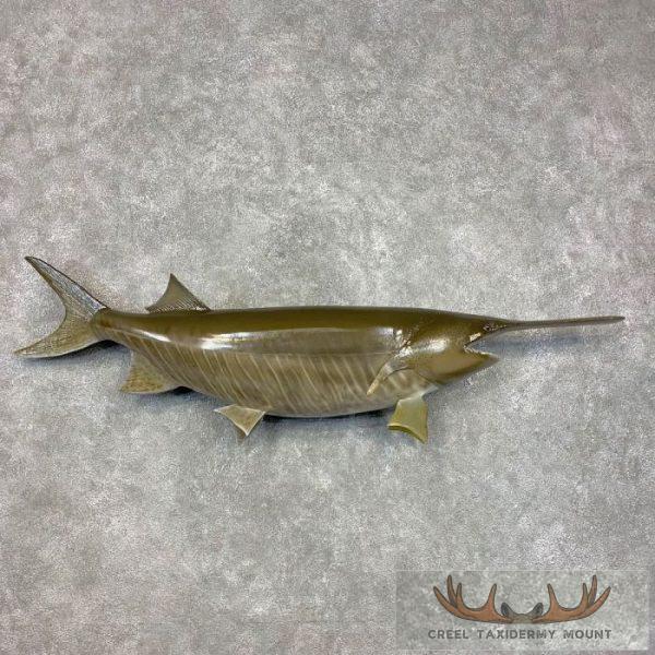 American Paddlefish Taxidermy Fish Mount For Sale
