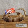 Reproduction Armadillo Life-Size Taxidermy Mount For Sale