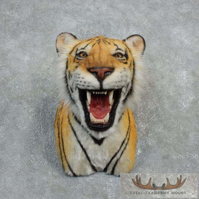 Reproduction Bengal Tiger Shoulder Mount For Sale