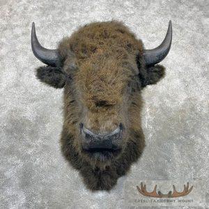 Reproduction Bison Shoulder Taxidermy Mount Taxidermy
