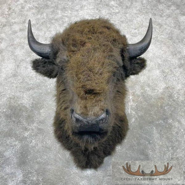 Reproduction Bison Shoulder Taxidermy Mount For Sale