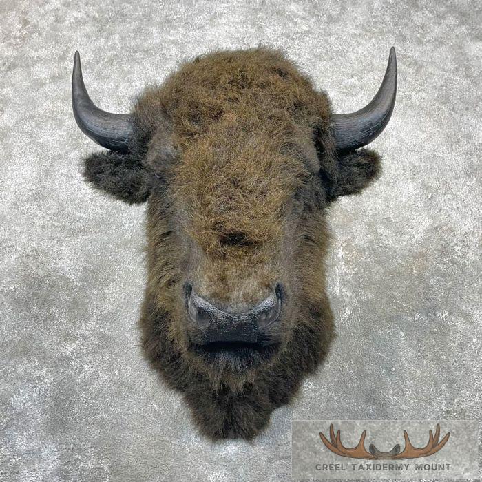 Reproduction Bison Shoulder Taxidermy Mount For Sale