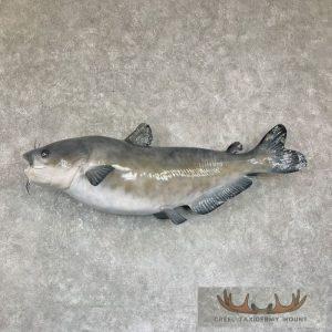 Reproduction Blue Catfish Taxidermy Fish Mount Taxidermy