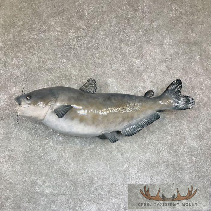 Reproduction Blue Catfish Taxidermy Fish Mount For Sale
