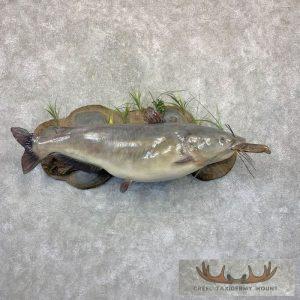 Reproduction Blue Catfish Taxidermy Fish Mount Taxidermy