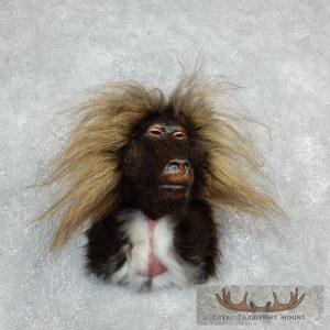 Reproduction Gelada Baboon Shoulder Mount Taxidermy