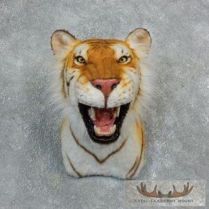 Reproduction Golden Bengal Tiger Taxidermy Shoulder Mount Taxidermy
