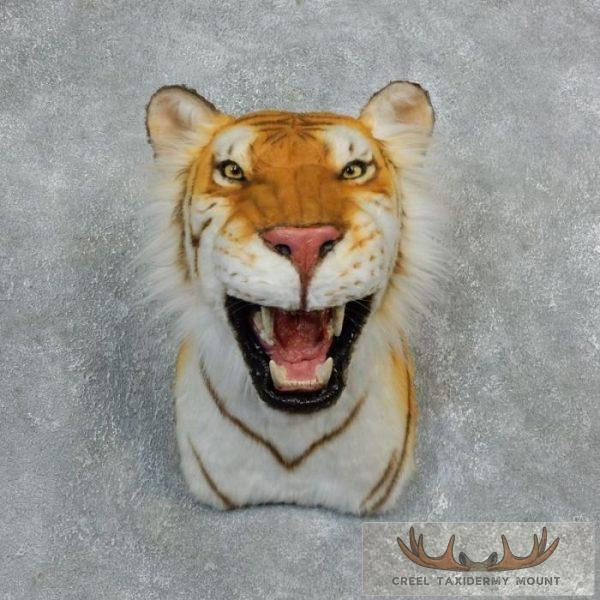 Reproduction Golden Bengal Tiger Taxidermy Shoulder Mount For Sale