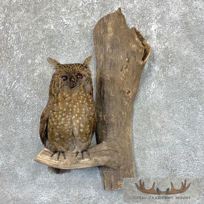 Reproduction Long-eared Owl Taxidermy Mount For Sale