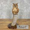 Reproduction Long-eared Owl Taxidermy Mount For Sale