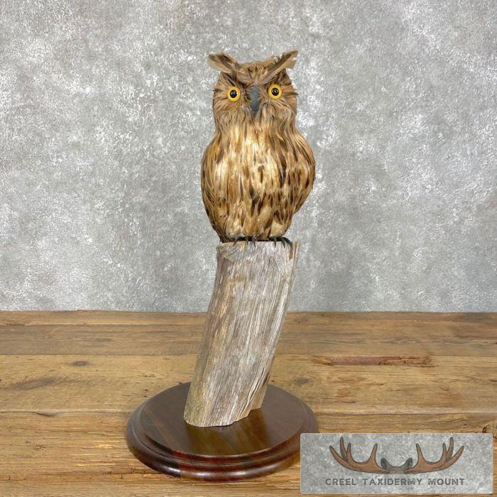 Reproduction Long-eared Owl Taxidermy Mount For Sale