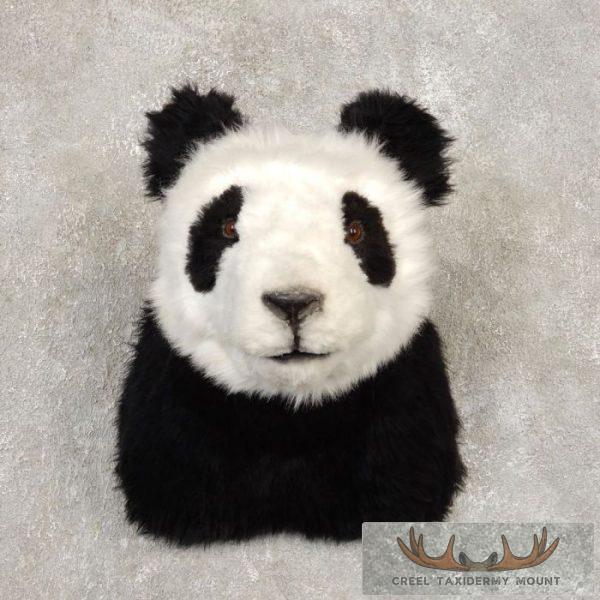Reproduction Panda Taxidermy Shoulder Mount For Sale