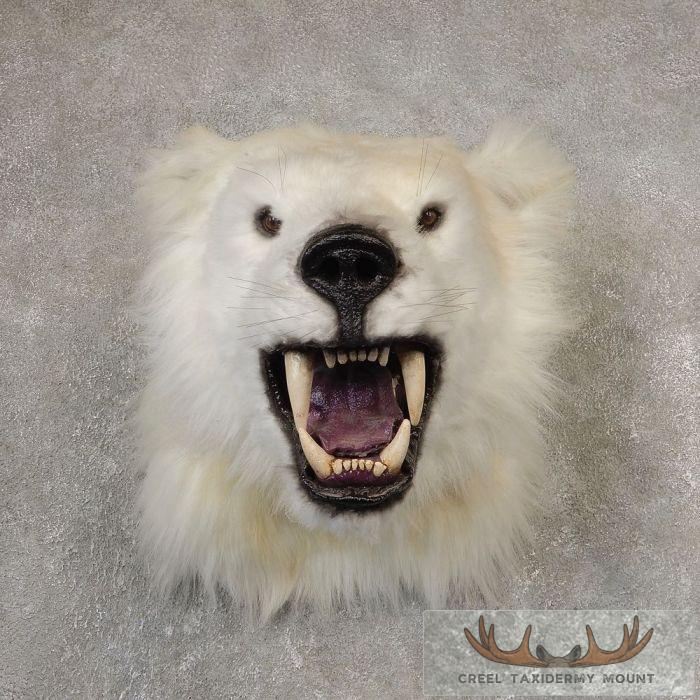 Reproduction Polar Bear Taxidermy Shoulder Mount For Sale