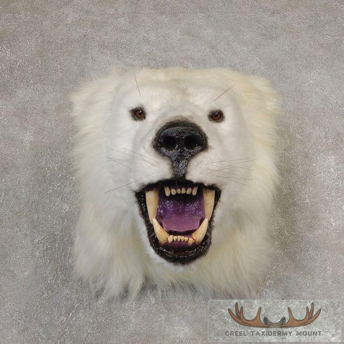 Reproduction Polar Bear Taxidermy Shoulder Mount For Sale