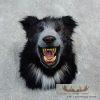 Reproduction Sloth Bear Shoulder Mount For Sale