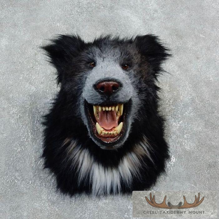 Reproduction Sloth Bear Shoulder Mount For Sale