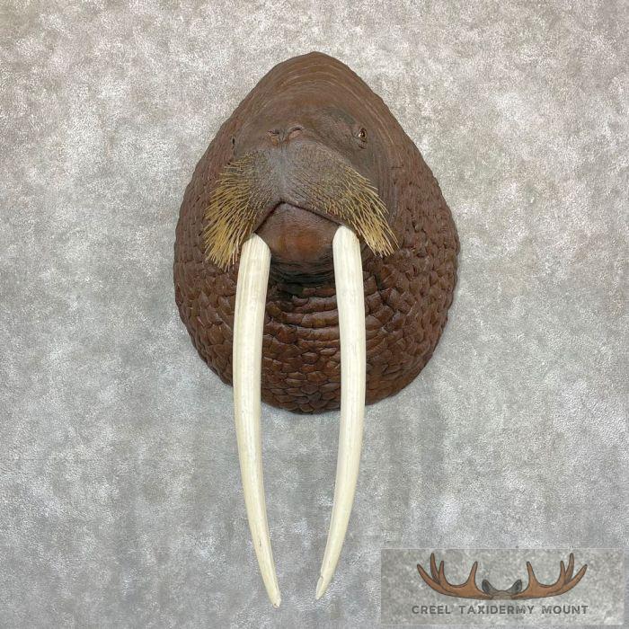 Reproduction Walrus Taxidermy Mount For Sale