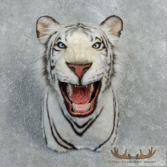 Reproduction White Bengal Tiger Shoulder Mount For Sale