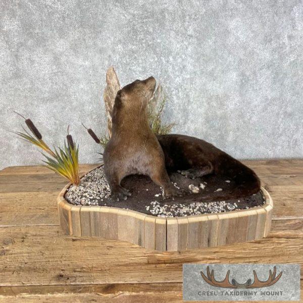 River Otter Life-Size Taxidermy Mount For Sale