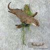 River Otter Life-Size Taxidermy Mount For Sale