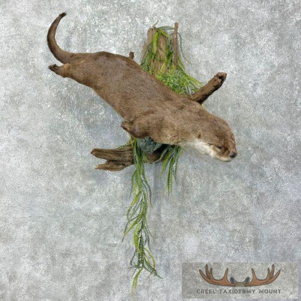 River Otter Life-Size Taxidermy Mount For Sale