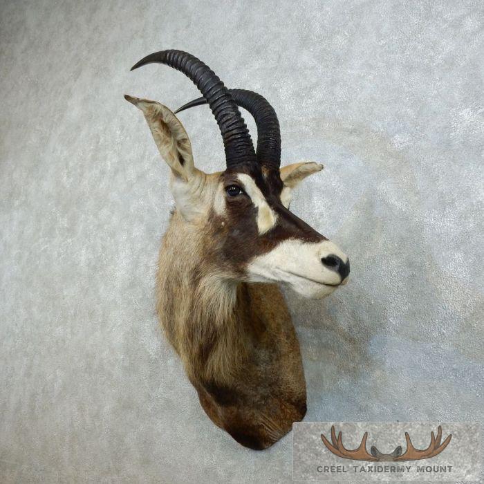 Roan Antelope Taxidermy Shoulder Mount For Sale - Image 2