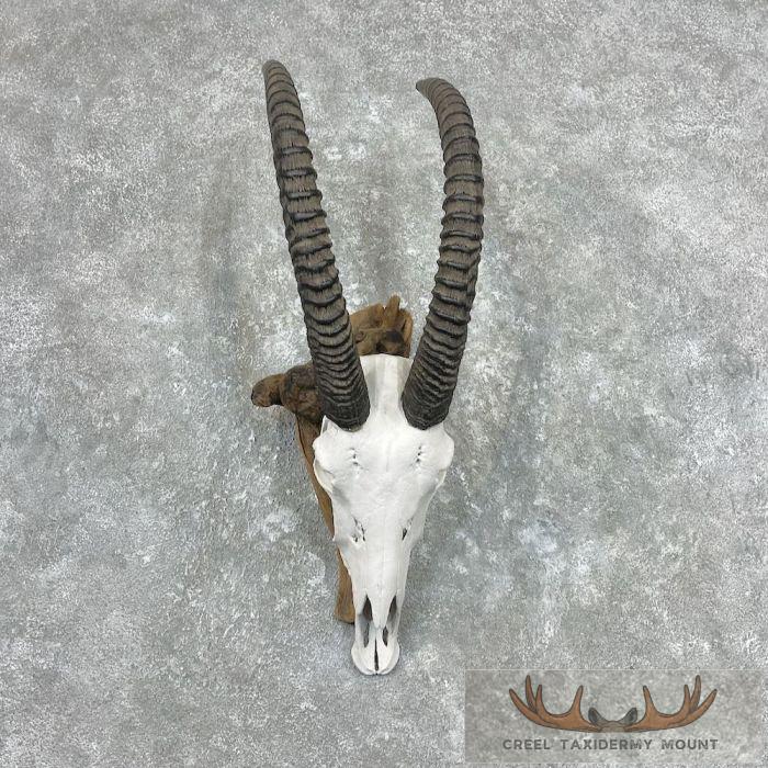 Roan Antelope Skull & Horns European Taxidermy Mount For Sale