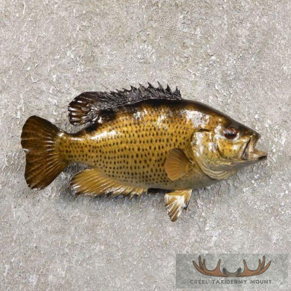 10" Rock Bass Taxidermy Fish Mount For Sale