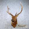 Rocky Mountain Elk Head Taxidermy Shoulder Mount For Sale