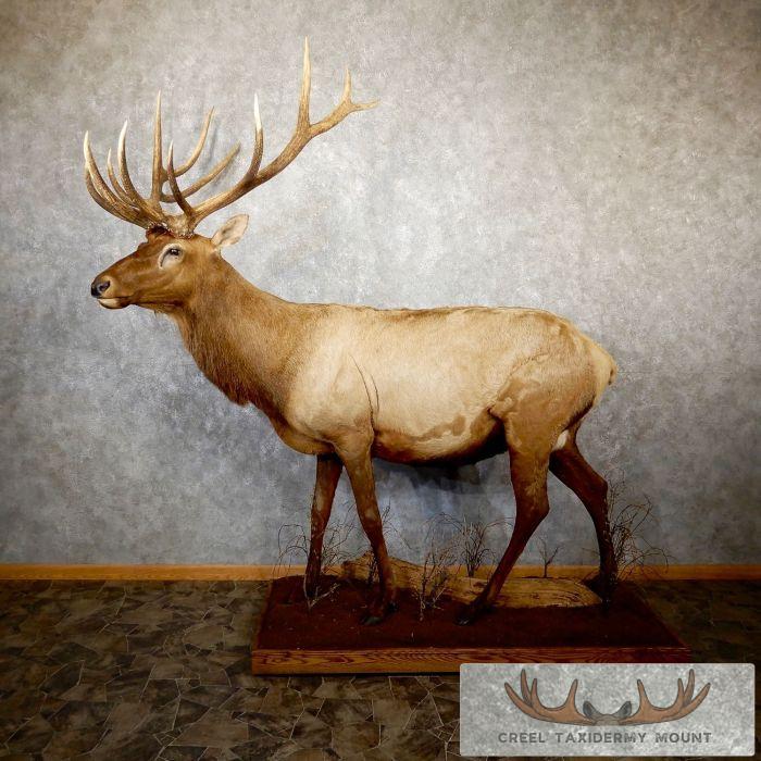 Rocky Mountain Elk Taxidermy Life-Size Mount For Sale