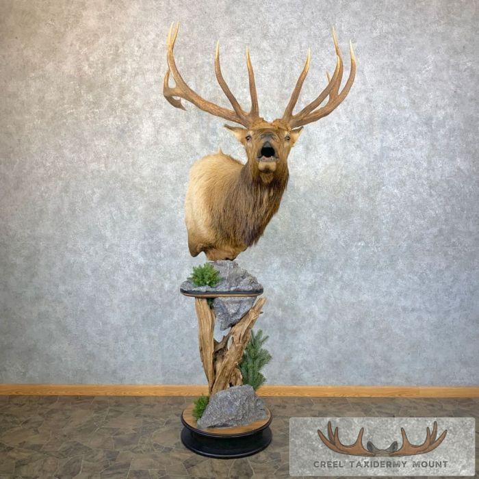 Rocky Mountain Elk Taxidermy Pedestal Mount For Sale - Image 2