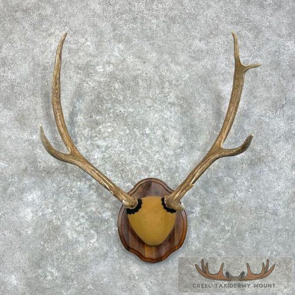 Rocky Mountain Elk Plaque Taxidermy Mount For Sale