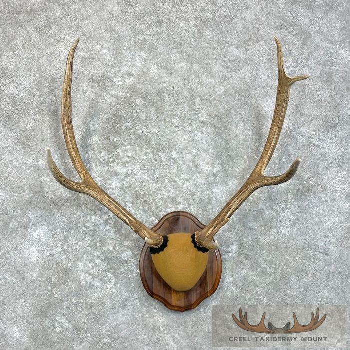 Rocky Mountain Elk Plaque Taxidermy Mount For Sale