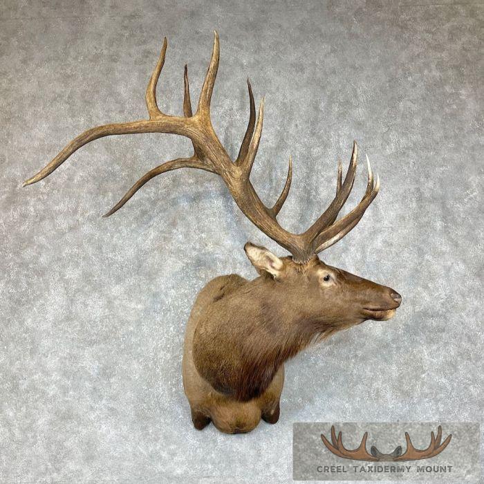 Rocky Mountain Elk Taxidermy Shoulder Mount For Sale