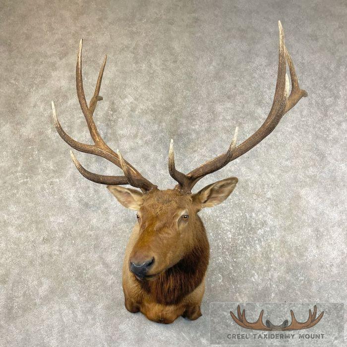 Rocky Mountain Elk Taxidermy Shoulder Mount For Sale