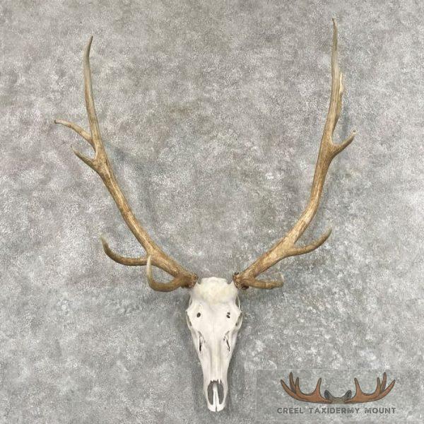 Rocky Mountain Elk Skull European Taxidermy Mount For Sale
