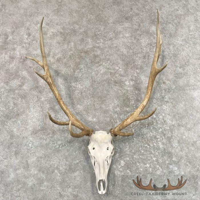 Rocky Mountain Elk Skull European Taxidermy Mount For Sale