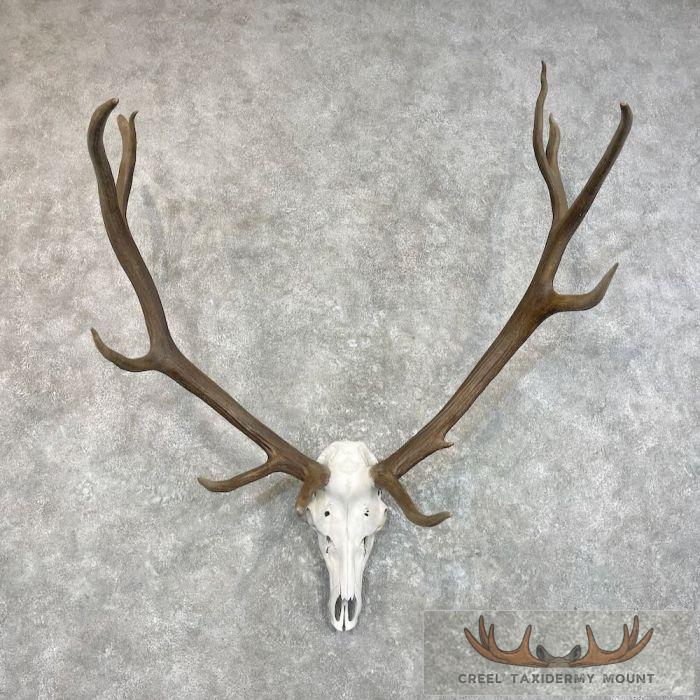 Rocky Mountain Elk Skull European Taxidermy Mount For Sale