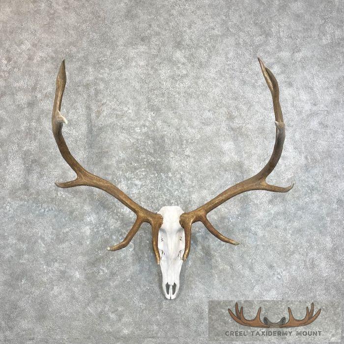 Rocky Mountain Elk Skull European Taxidermy Mount For Sale
